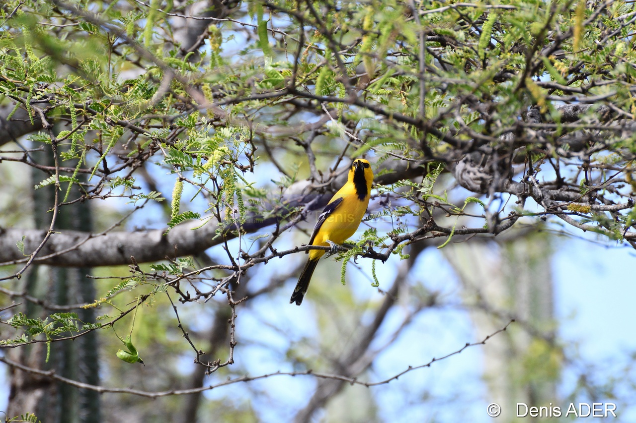 Icterus nigrogularis Oriole jaune Yellow oriole Trupial Kacho DSC_7111_tn.jpg